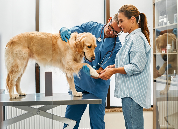 Veterinarians with Dog on Table