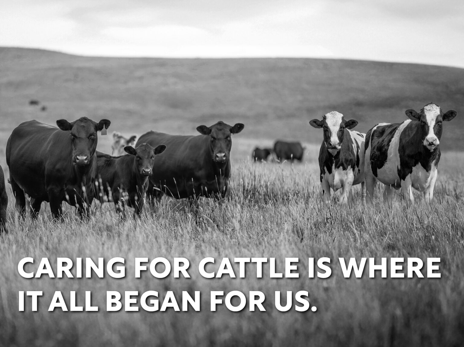 Bovine: Caring for Cattle is Where It All Began for Us