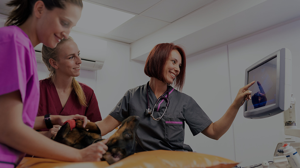 Veterinarians Working on a Dog Patient - Homepage Banner